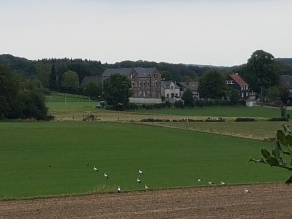 Störche auf unserem Feld